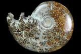 Polished, Agatized Ammonite (Cleoniceras) - Madagascar #97325-1